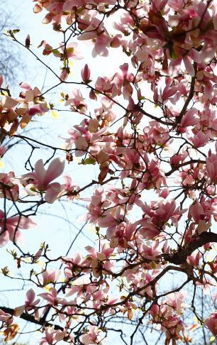 Beijing : floraison de magnolias au temple Tanzhesi
