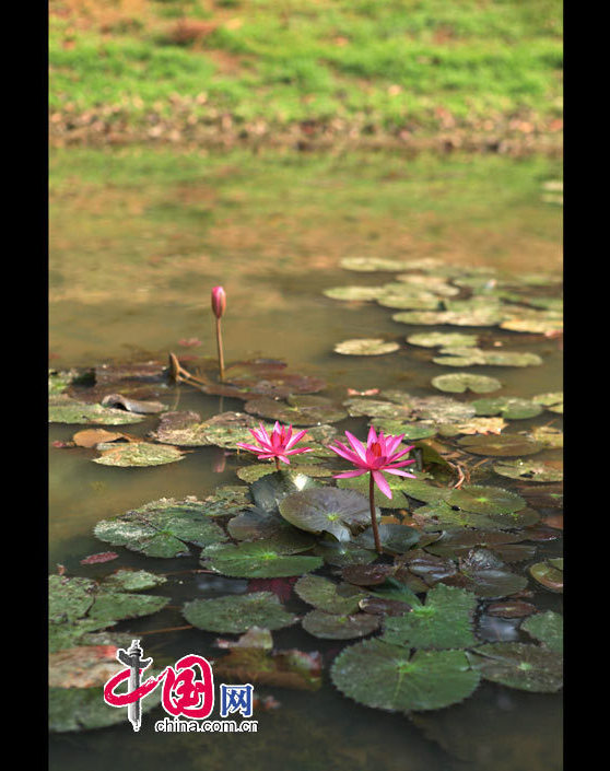 Message of Spring - China.org.cn