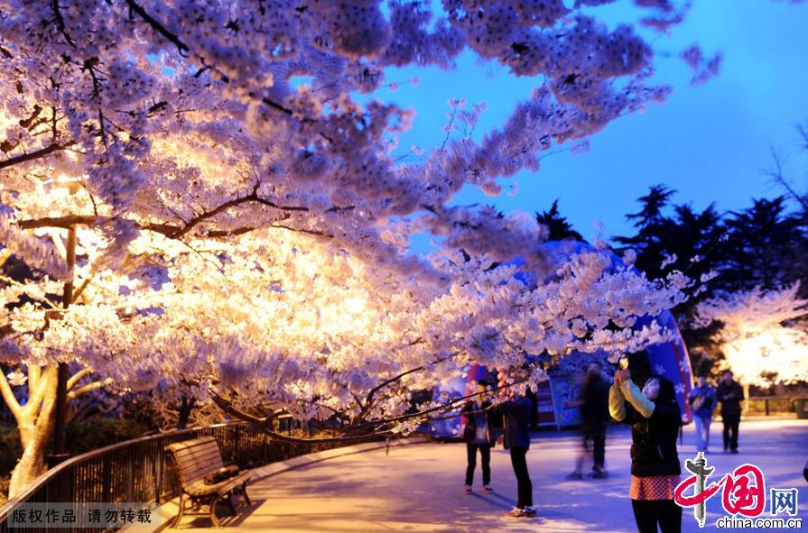 Blossoming cherry flowers at the Zhongshan Park in Qingdao