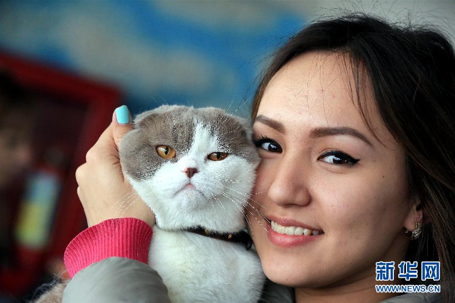 The Fifth International Cat Exhibition opened on April 19 in Bishkek, capital of Kyrgyzstan. More than 150 'cat beauties' were exhibited.[Photo/Xinhua] 