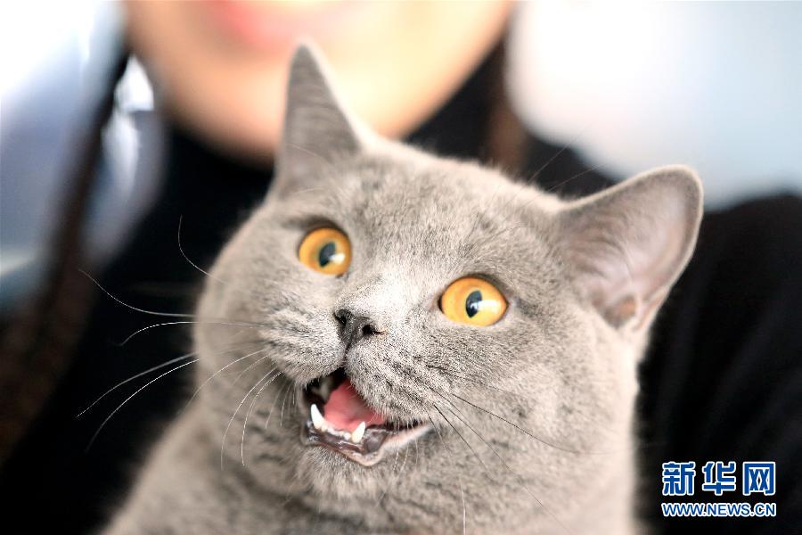 The Fifth International Cat Exhibition opened on April 19 in Bishkek, capital of Kyrgyzstan. More than 150 'cat beauties' were exhibited.[Photo/Xinhua] 