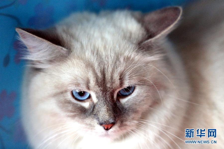 The Fifth International Cat Exhibition opened on April 19 in Bishkek, capital of Kyrgyzstan. More than 150 'cat beauties' were exhibited. [Photo/Xinhua] 