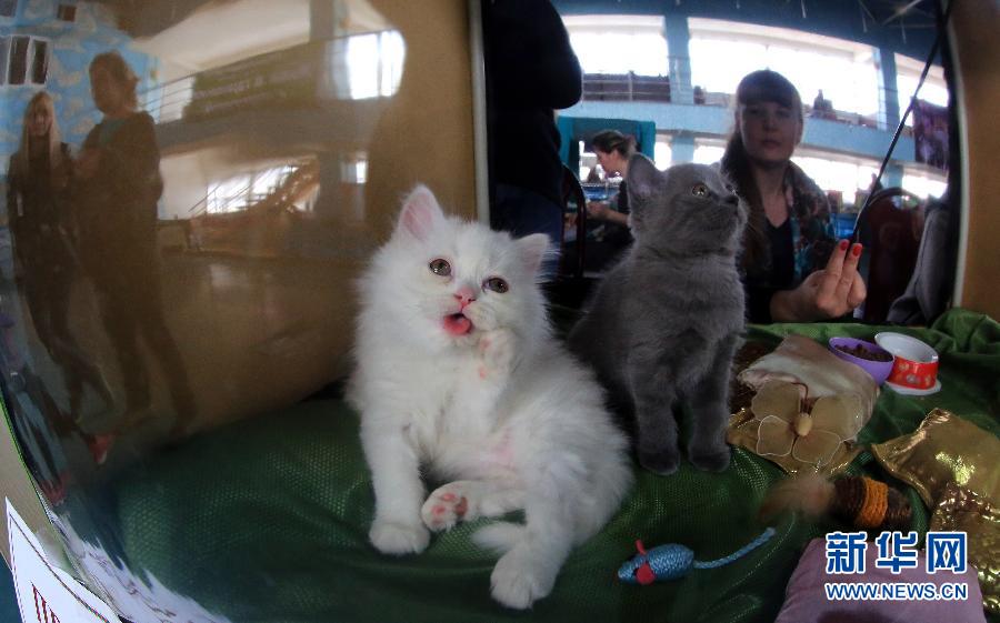 The Fifth International Cat Exhibition opened on April 19 in Bishkek, capital of Kyrgyzstan. More than 150 'cat beauties' were exhibited. [Photo/Xinhua] 