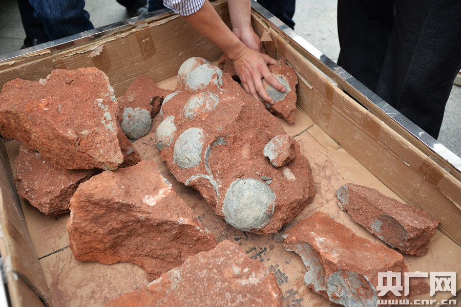 Photo taken on April 19, 2015 shows the dinosaur egg fossils which are found in south China's Guangdong Province. (Photo source:cnr.cn) 