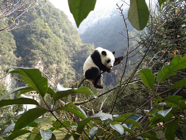 A panda plays on a tree trunk at a panda reserve in Baoxing county. Provided To China Daily