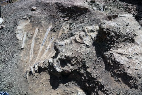 A large dinosaur fossil dating back 126 million years was recently discovered in northeast China's Liaoning Province, local authorities said Wednesday.