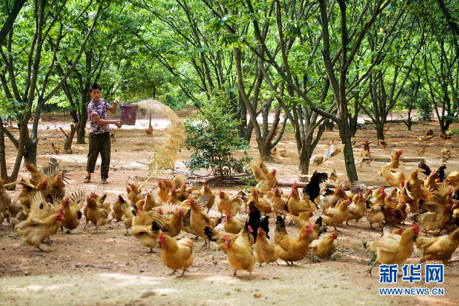 Photo shows a young man Liu Hubin feeding chickens on the organic farm in Fengxin County in east China's Jiangxi Province on May 5, 2015. [Photo: Xinhua]