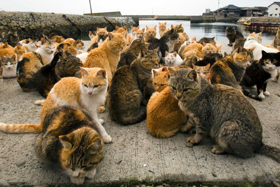 Japan: Aoshima island overrun by cats 