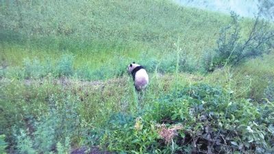 A wild panda was spotted in a village in northwest China's Gansu Province on Thursday. [Photo/Xinhua]