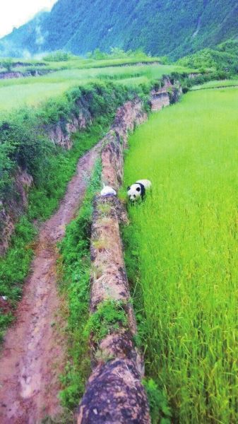 A wild panda was spotted in a village in northwest China's Gansu Province on Thursday. [Photo/Xinhua]