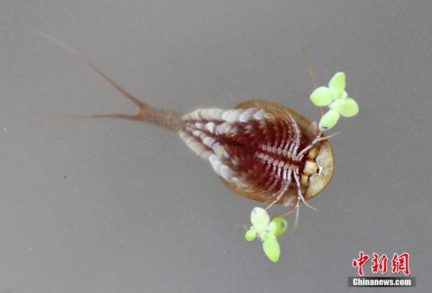 A tadpole shrimp, a kind of ancient creature, was discovered by Zhao Li, curator of Huaxi museum during his expedition in the suburbs of Chengdu, Sichuan province, May 30.