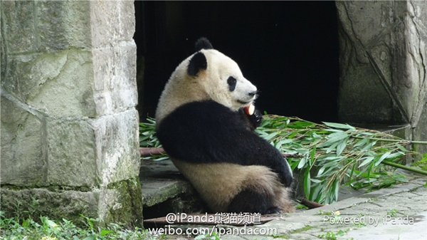 giant-pandas-lazy-summer-days-china-cn