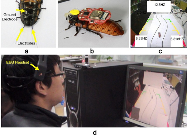 By virtue of the Bluetooth communication technology, controller could form a wireless communication between the computer and the electronic backpack through intrusive electrical nerve stimulation technique to control a cockroach by human beings. [Photo: en.stju.edu.cn]
