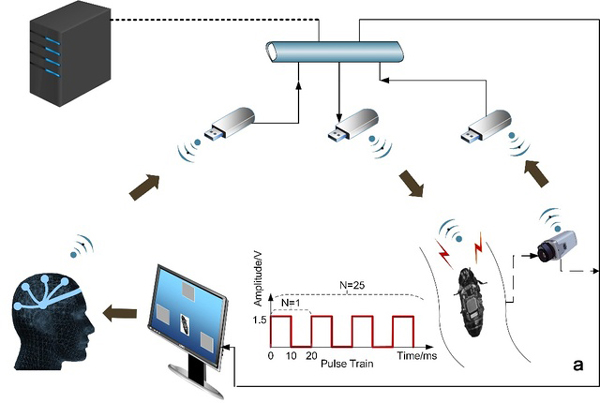 By virtue of the Bluetooth communication technology, controller could form a wireless communication between the computer and the electronic backpack through intrusive electrical nerve stimulation technique to control a cockroach by human beings. [Photo: en.stju.edu.cn]