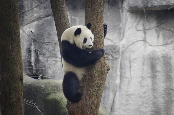 The seven-year-old mother panda Ke Lin climbs a tree. [Photo provided to chinadaily.com.cn]