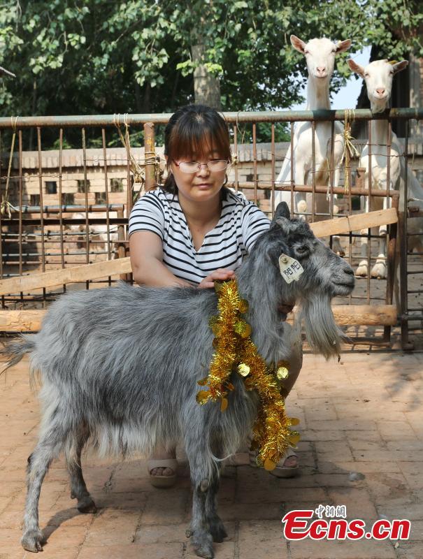 Yangyang, a female goat cloned from an adult by Chinese scientists in 2000, celebrates her 15th birthday at the breeding base in Northwest University of Agriculture and Forestry Science and Technology, Xi'an, Northwest China's Shaanxi province, June 22, 2015. 