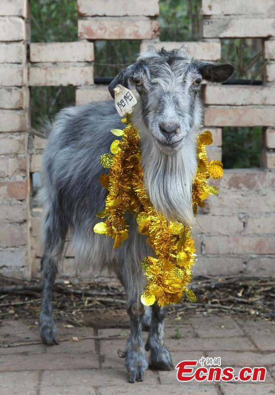 Yangyang, a female goat cloned from an adult by Chinese scientists in 2000, celebrates her 15th birthday at the breeding base in Northwest University of Agriculture and Forestry Science and Technology, Xi'an, Northwest China's Shaanxi province, June 22, 2015. 