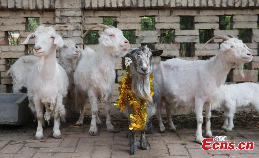 Yangyang, a female goat cloned from an adult by Chinese scientists in 2000, celebrates her 15th birthday at the breeding base in Northwest University of Agriculture and Forestry Science and Technology, Xi'an, Northwest China's Shaanxi province, June 22, 2015. 