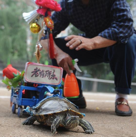 Lu Yaobin walks his turtle. 