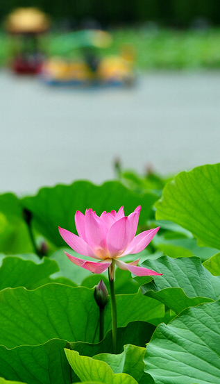 Où trouver les plus belles fleurs de lotus à Beijing ?