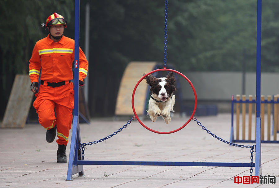 北京消防邀请市民参观搜救犬训练基地