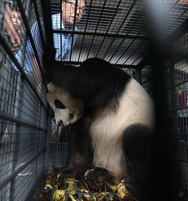 A female panda reacts nervously as she lands at Changchun, Jilin province, on June 25. She and a male panda from the China Conservation and Research Center for the Giant Panda are on loan to the Siberian Tiger Park in Jilin province. The pair will be raised there for three years. Bai Shi / for China Daily 