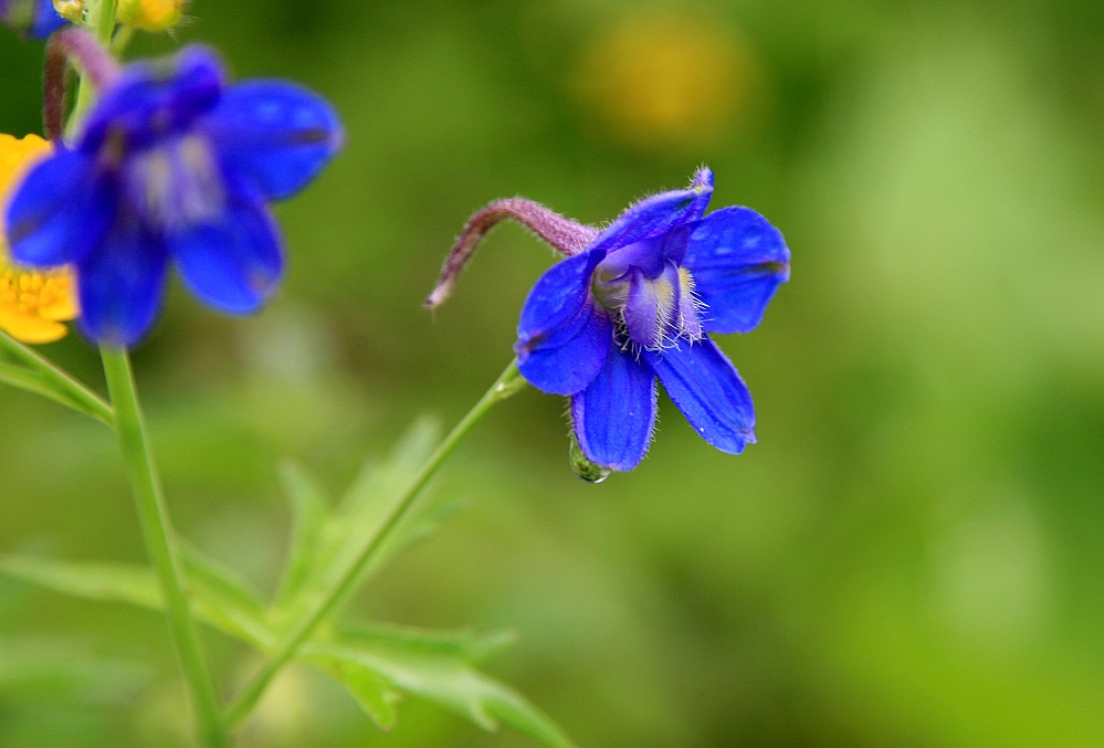Delphinium hamanense is a kind of dicotyledonous plant with drug effects of treating arthralgia, rheumatism scab and skin itch. 