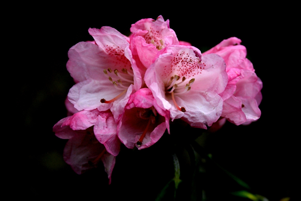 Rhododendron hirtipes grows on the hillsides with an elevation of 3,300 to 3,700 meters and is distributed in eastern Tibet.