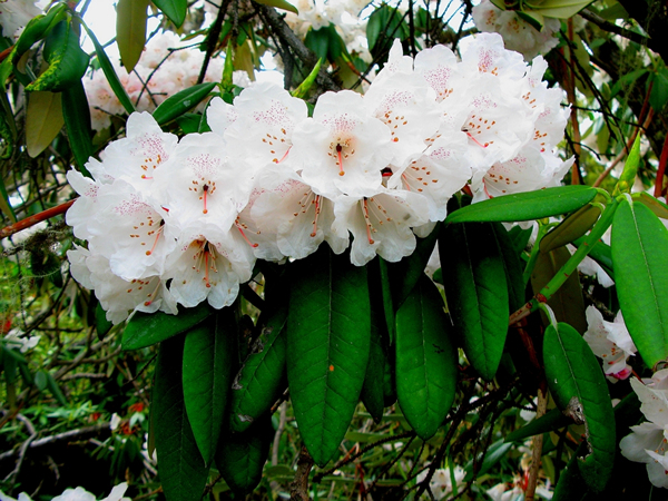 Rhododendron hirtipes grows on the hillsides with an elevation of 3,300 to 3,700 meters and is distributed in eastern Tibet. 