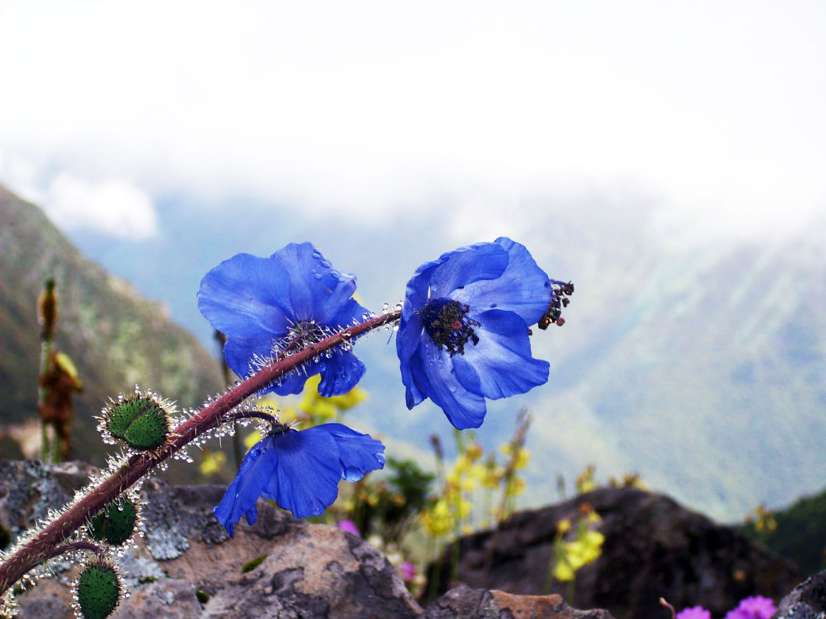 Meconopsis horridula grows in the rock crevices on the hillsides with an elevation of 4,100 to 5,400 meters. Bitter in taste, it is slightly poisonous and with functions of promoting blood circulation to remove blood stasis and ease pain, which can be used in curing traumatic injuries.