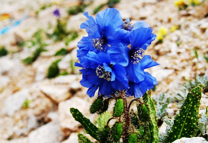 Meconopsis horridula grows in the rock crevices on the hillsides with an elevation of 4,100 to 5,400 meters. Bitter in taste, it is slightly poisonous and with functions of promoting blood circulation to remove blood stasis and ease pain, which can be used in curing traumatic injuries. 