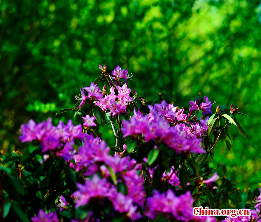 Flora of Mt. Siguniang
