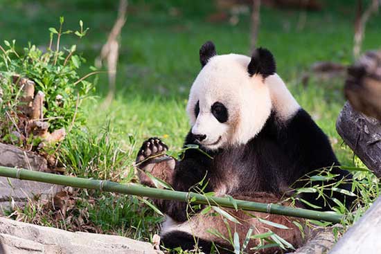 s giant panda expected to give birth soon