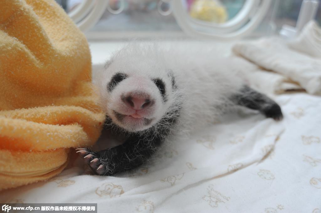 New-born Panda Cubs Debut In Sichuan- China.org.cn