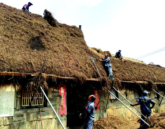 Villagers repair the seaweed house in Rongcheng, east China's Shandong Province on August 1, 2015. [Dazhong Daily]