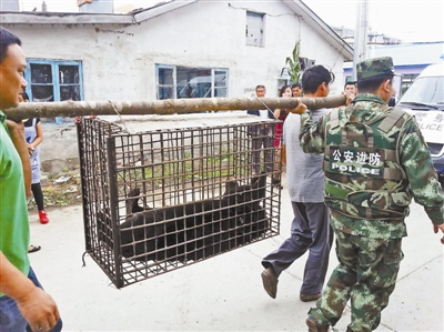 A black bear from Russia has been captured and released into the wild after crossing into China and causing a stir in a border town. [The Beijing Youth Daily]