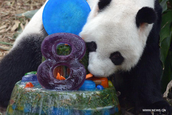 Panda Kai Kai eats birthday ice cake during its birthday party held at Singapore's River Safari, Sept. 3, 2015. [Photo/Xinhua]