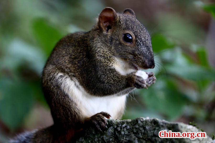 Cute squirrels seen at Huangshan Mountain