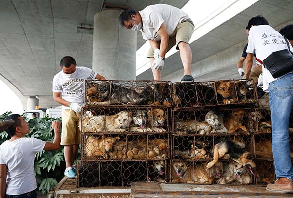 Volunteers from the Xi'an Small Animal Protection Association check caged dogs on a truck after they stopped the vehicle at a highway tollgate with police help in Xi'an, Shaanxi province, Sept 7, 2015. [Photo by Chen Tuanjie/For China Daily] 