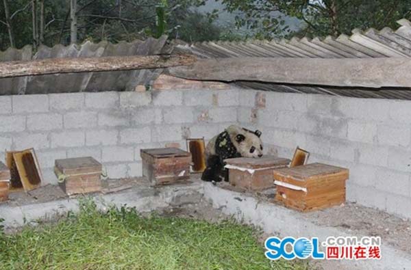 A panda eats honey from a box at Yongfu village, Ya'an city, Southwest China's Sichuan province, Sept 8, 2015. [Photo/scol.com.cn] 