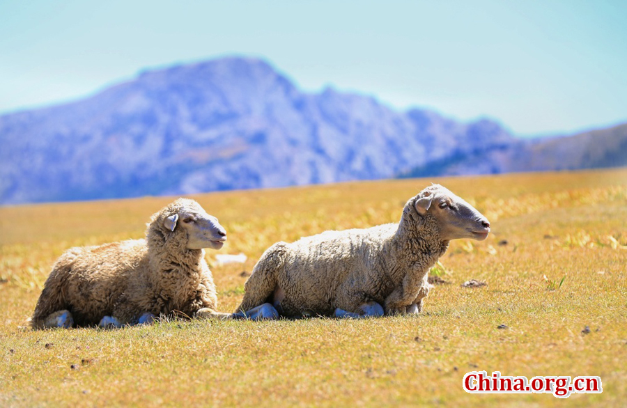 Sayram Lake, renowned as a pearl on the Silk Road, is the largest and highest alpine lake in Xinjiang. With an altitude of 2,073 meters, it is located about 90 kilometers southwest of Botala Prefecture, Urumqi. 