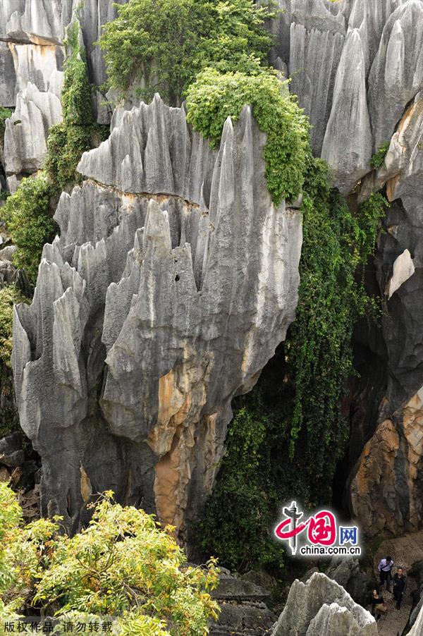 The Stone Forest In Kunming,Yunnan - China.org.cn