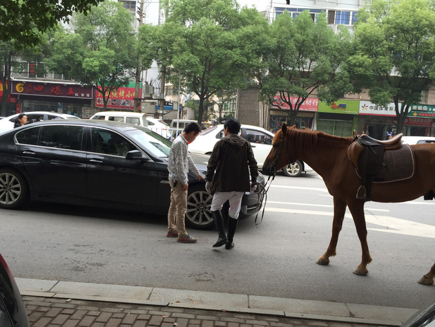 The BMW owner is arguing with the horse owner. [Photo/Weibo.com] 