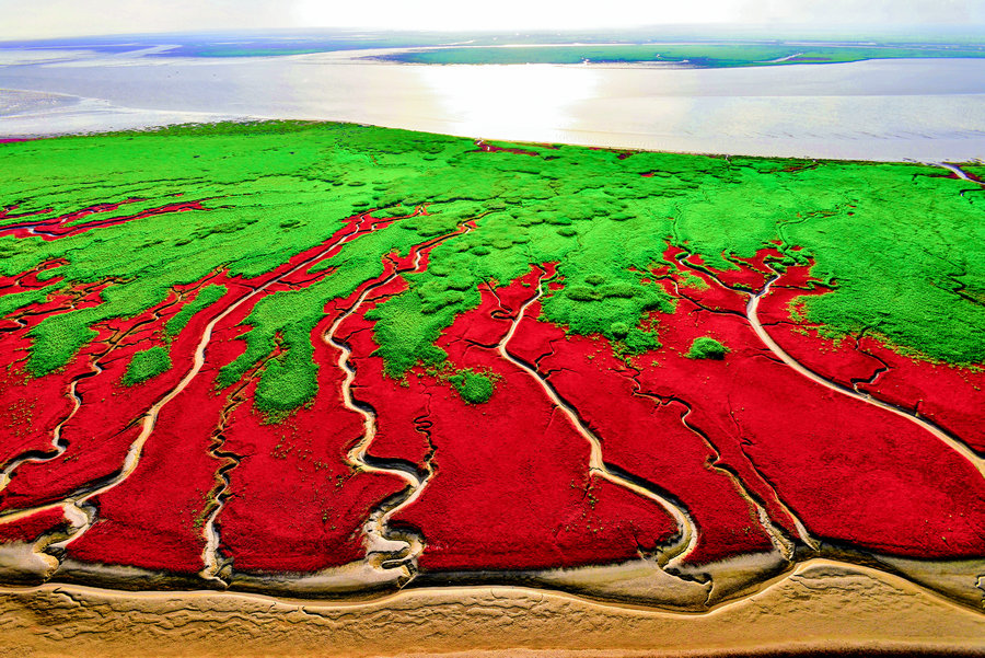 Beautuful scenes of the red wetland in Panjin. [Photo/China Daily]