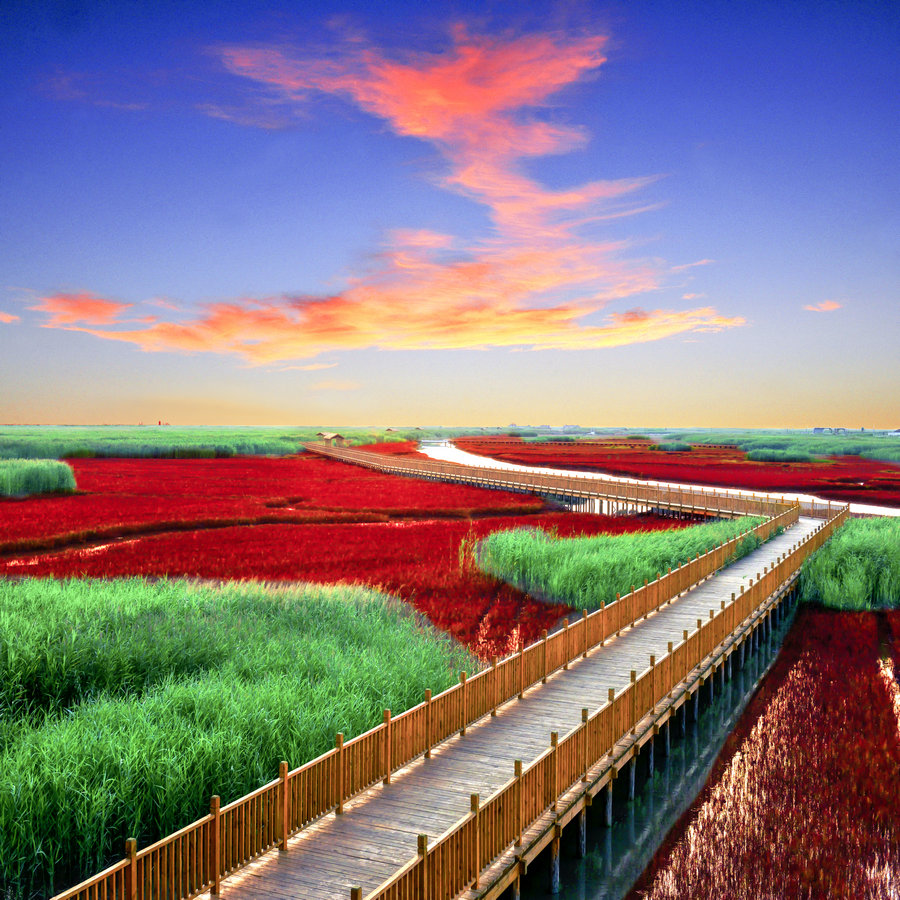 Beautuful scenes of the red wetland in Panjin. [Photo/China Daily] 