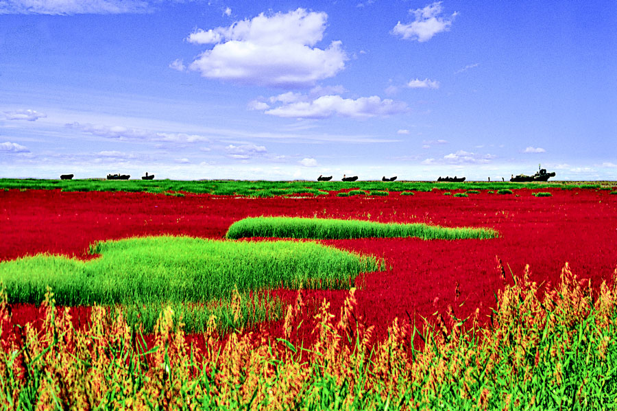 Beautuful scenes of the red wetland in Panjin. [Photo/China Daily] 