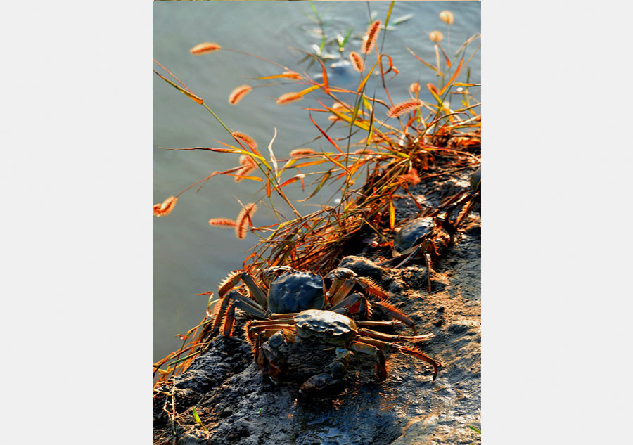 Beautuful scenes of the red wetland in Panjin. [Photo/China Daily] 