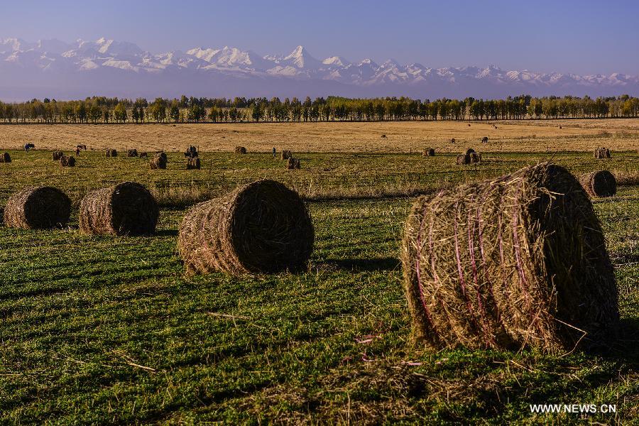 Straws are prepared for herds on winter pastures in Kazak Autonomous Prefecture of Ili, northwest China's Xinjiang Uygur Autonomous Region, Oct. 7, 2015. Local herdsmen started to move their herds into winter pastures, as the weather grew cold. [Xinhua]