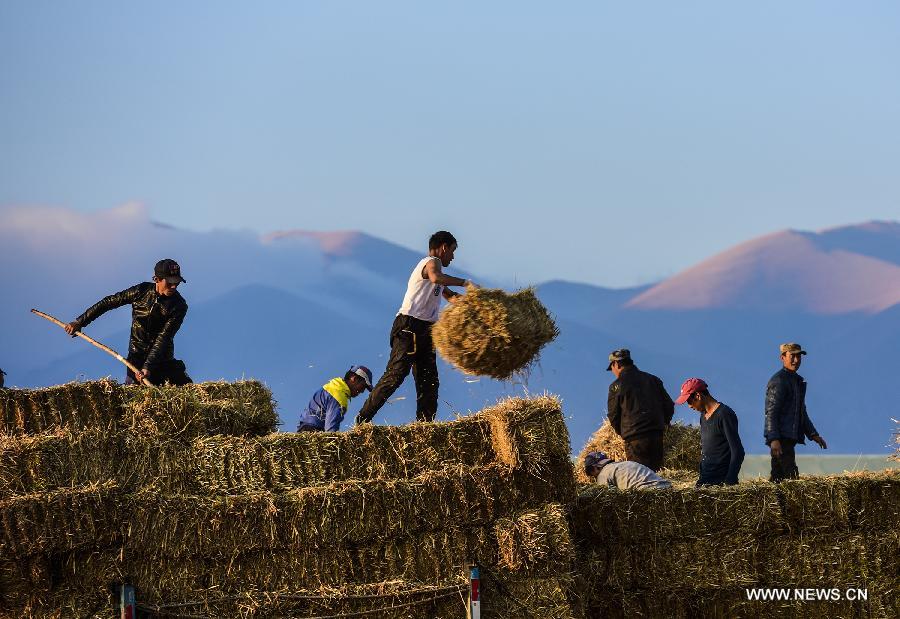 People prepare straws for herds on winter pastures in Kazak Autonomous Prefecture of Ili, northwest China's Xinjiang Uygur Autonomous Region, Oct. 6, 2015. Local herdsmen started to move their herds into winter pastures, as the weather grew cold. [Xinhua]