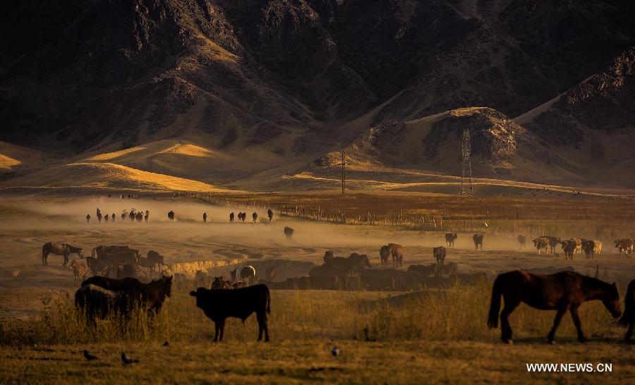 Herds move to winter pastures in Xinyuan County in Kazak Autonomous Prefecture of Ili, northwest China's Xinjiang Uygur Autonomous Region, Oct. 8, 2015. Local herdsmen started to transfer their herds to winter pastures, as the weather grew cold. [Xinhua]